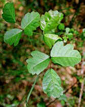 Poison Oak